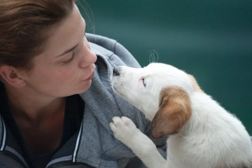 Pet Chauffeur Service in London - Luxury Transportation for Pets